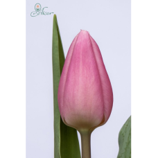 Tulppaani Aafke, Single Early (Tulipa)