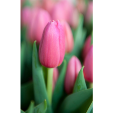 Tulippaani Ace Pink, Triumph-tulppaani 