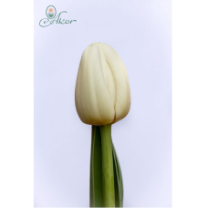 Tulppaani Antarctica, Triumph-tulppaani 