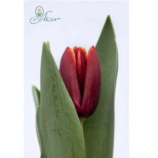 Tulppaani Armani, Triumph-tulppaani 