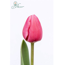 Tulipa Carola, Triumph-tulppaani