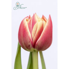 Kerrattu tulppaani Columbus (Tulipa)