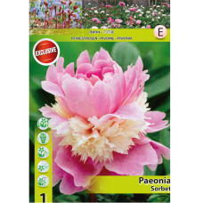 Paeonia lactiflora ‘Sorbet’, Kiinanpioni, 1 kpl