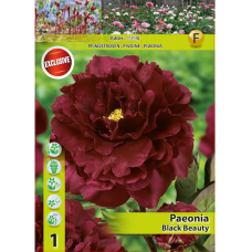 Paeonia lactiflora 'Black Beauty', Kiinanpioni, 1 kpl