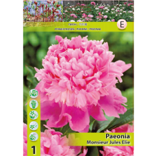 Paeonia lactiflora 'Monsieur Jules Elie', Kiinanpioni, 1 kpl