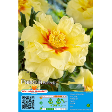 Paeonia Itoh Bartzella, Pioni (x1), 3L -astiataimi Paeonia Itoh Bartzella, Pioni (x1), 3L -astiataimi