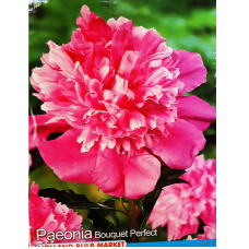 Paeonia lactiflora 'Bouquet Perfect', Kiinanpioni, 1 kpl Paeonia lactiflora 'Bouquet Perfect', Kiinanpioni, 1 kpl