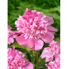 Paeonia lactiflora 'Bouquet Perfect', Kiinanpioni, 1 kpl