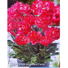 Paeonia lactiflora, Pioni Riches and Fame. 1 kpl Paeonia lactiflora, Pioni Riches and Fame. 1 kpl