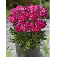 Paeonia lactiflora, Pioni Riches and Fame.  1 kpl