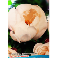 Paeonia lactiflora 'Jan van Leeuwen', Kiinapioni, 1 kpl Paeonia lactiflora 'Jan van Leeuwen', Kiinapioni, 1 kpl