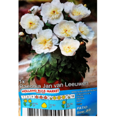 Paeonia lactiflora 'Jan van Leeuwen', Kiinapioni, 1 kpl, 11 -astiataimi