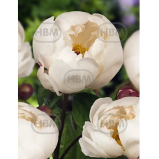 Paeonia lactiflora 'Jan van Leeuwen', Kiinapioni, 1 kpl