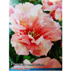 Itoh peony 'Canary Brilliants', Itoh-pioni, 1 kpl