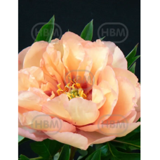 Itoh peony 'Canary Brilliants', Itoh-pioni, 1 kpl