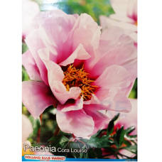 Paeonia Itoh 'Cora Louise', Itoh-pioni, kpl Paeonia Itoh 'Cora Louise', Itoh-pioni, kpl