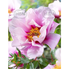 Paeonia Itoh 'Cora Louise', Itoh-pioni,  kpl