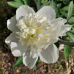 Paeonia Festiva Maxima, Pioni (x1)