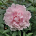 Kiinanpioni 'Sarah Bernhardt', Paeonia lactiflora, vaaleanpunainen, 1 kpl, astiataimi 