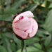 Kiinanpioni 'Sarah Bernhardt', Paeonia lactiflora, vaaleanpunainen, 1 kpl, astiataimi 