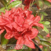 Azalea Doloroso, Atsalea, 5l -astiataimi NEW!