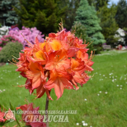 Azalea Tunis, Atsalea 5l -astiataimi. ALE - 60%!