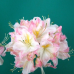 Azalea Satomi, Atsalea 5l -astiataimi. ALE - 10%!