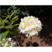 Azalea Schneegold, Atsalea 5l -astiataimi NEW! ale - 50%!