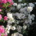 Azalea Schneegold, Atsalea 5l -astiataimi NEW! ale - 50%!