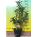 Azalea Schneegold, Atsalea 5l -astiataimi NEW! ale - 50%!