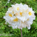 Azalea Schneegold, Atsalea 5l -astiataimi NEW! ale - 50%!