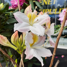 Azalea Schneegold, Atsalea 5l -astiataimi 