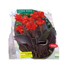 Canna Dark red leaf, Kanna Punainen, 2-3 kpl, 2l -astiataimi