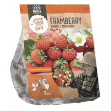 Strawberry Framberry (Fragaria x ananassa) 3 pcs.