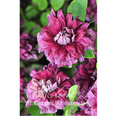 Clematis, Tarhaviinikärhö 'Purpurea Plena Elegans'