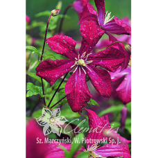 Clematis, Tarhaviinikärhö 'Mme Julia Correvon'