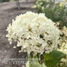 Hydrangea arborescens, Pallohortensia 'Bounty', 2,5l -astiataimi