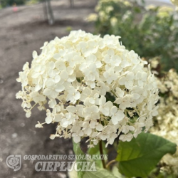 Hydrangea arborescens, Pallohortensia 'Bounty', 2,5l -astiataimi ALE - 40%!