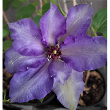 Clematis violet 'Polish Spirit'. 3l -container seedling