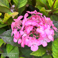 Hydrangea serrata, Safiirihortensia 'Preziosa', 5l -astiataimi NEW! ALE - 40%!