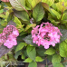 Hydrangea serrata, Safiirihortensia 'Preziosa', 5l -astiataimi NEW!