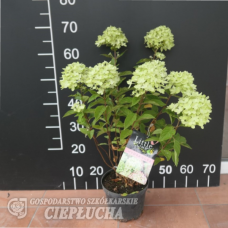 Hydrangea paniculata LITTLE LIME 'Jane' - Panicle hydrangea, 5 L
