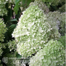 Hydrangea paniculata 'Limelight' PBR - Panicle hydrangea. 5 L SOLD OUT!