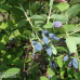 Lonicera kamtschatica 'Atut', Hunajamarja; Haskap, 1/l NEW! 