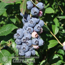  Vaccinium corymbosum Meader - Highbush blueberry 2,5/I.