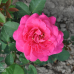 Grandifloraruusu 'Pink Peace', 2l -astiataimi NEW! 