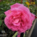 Grandifloraruusu 'Pink Peace', 2l -astiataimi NEW! 