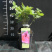 Grandifloraruusu 'Pink Peace', 2l -astiataimi NEW! 