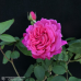 Grandifloraruusu 'Pink Peace', 2l -astiataimi NEW! 