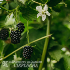 Karhunvatukka / Karhunvadelma 'Loch Ness' (Rubus fruticosus), 2l -astiataimi NEW!